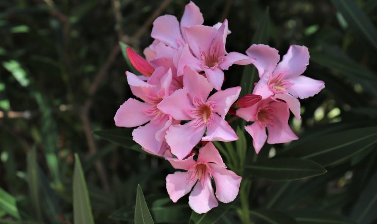 laurier-rose