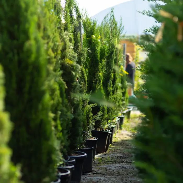 vegetaux adaptes jardin jolijardin