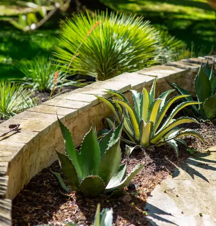 Détail agaves Cucuron