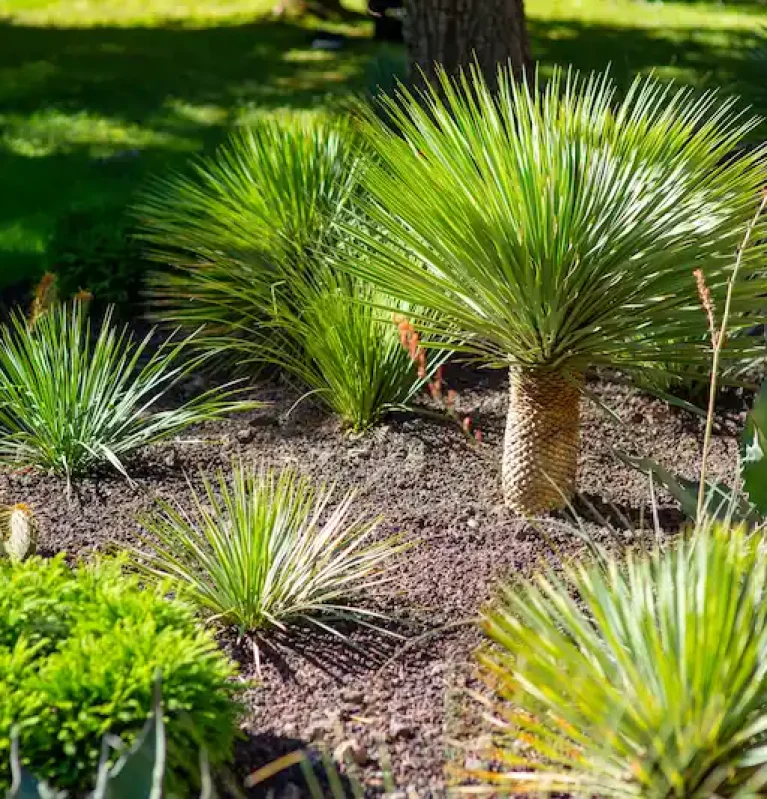 Détail yuccas Cucuron