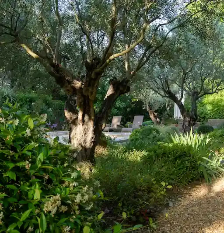 Jasmin-olivier-massif-Lourmarin