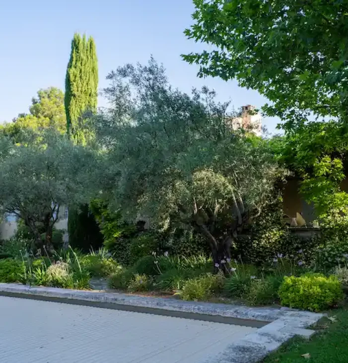 Tulbaghias-oliviers-Lourmarin