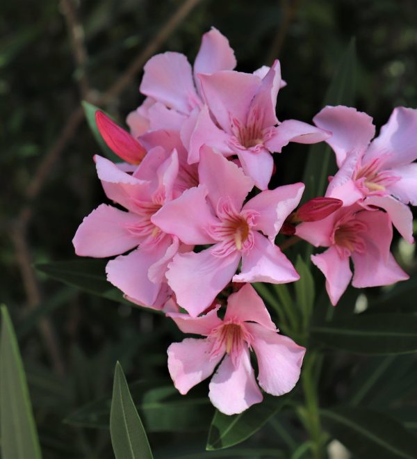 laurier-rose