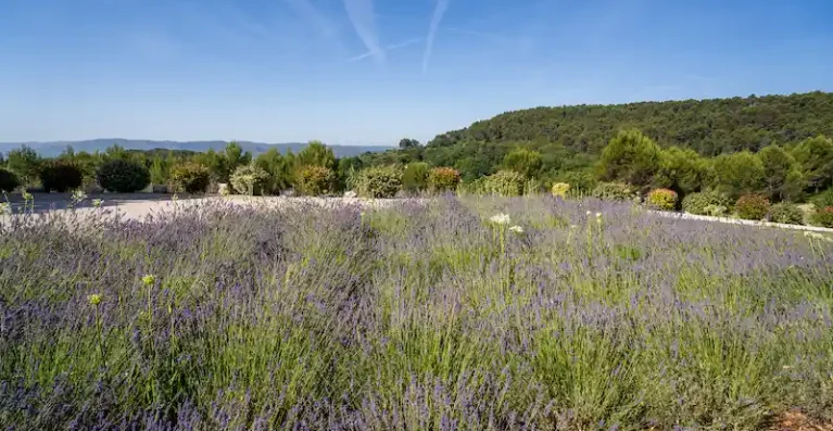 massif-lavandes-Cadenet